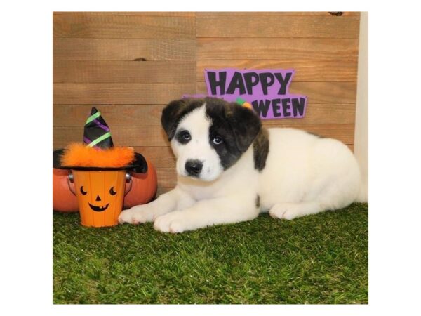 Akita-DOG-Male-Brindle / White-13777-Petland Chillicothe, Ohio