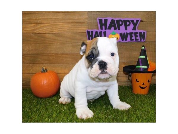 Bulldog DOG Male White / Fawn 13779 Petland Chillicothe, Ohio