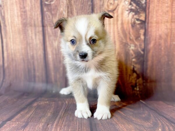 Pomsky DOG Female SABLE 13773 Petland Chillicothe, Ohio