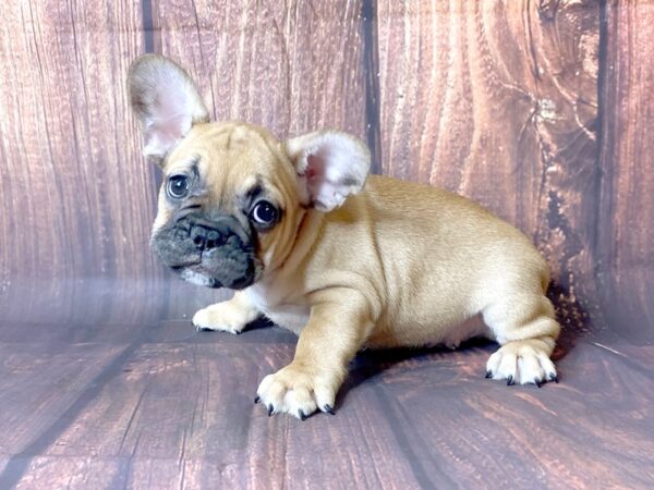 French Bulldog DOG Male Fawn 13770 Petland Chillicothe, Ohio