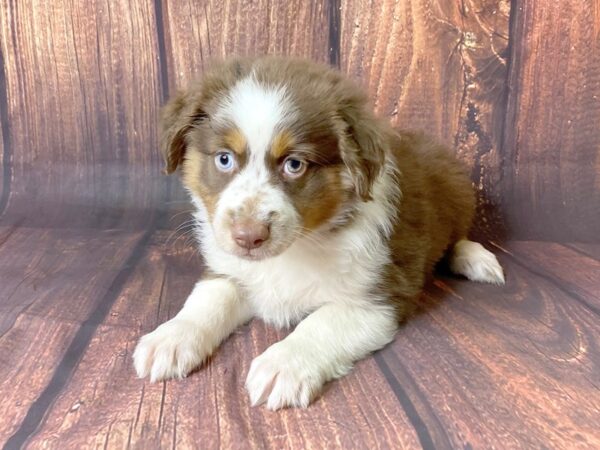 Mini Aussie-DOG-Female-RED TRI-13771-Petland Chillicothe, Ohio