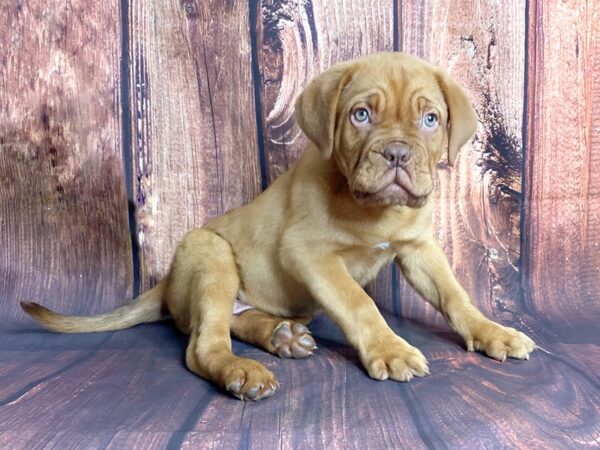 Dogue de Bordeaux DOG Female Red 13786 Petland Chillicothe, Ohio