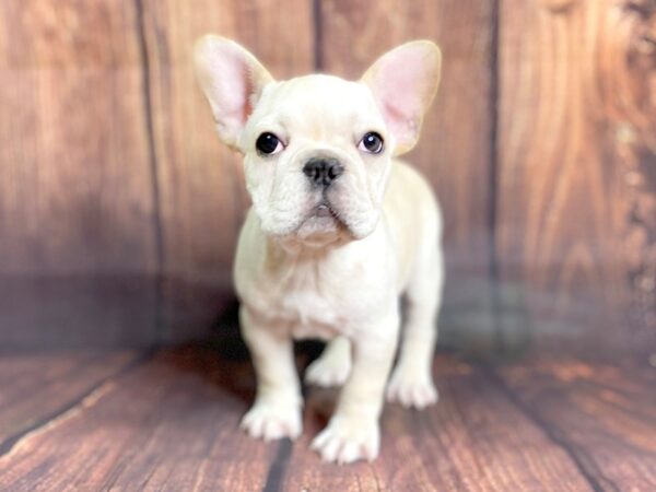 French Bulldog DOG Male Cream & White 13784 Petland Chillicothe, Ohio