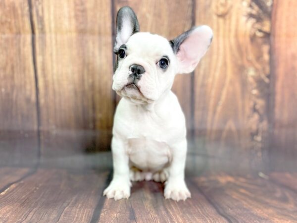 French Bulldog DOG Male Black & White 13783 Petland Chillicothe, Ohio