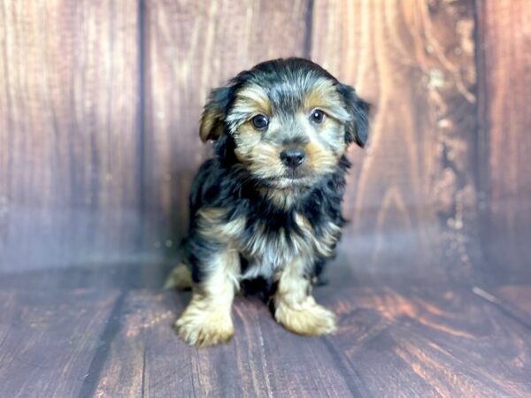 Yorkshire Terrier DOG Male Blk-Tan 13764 Petland Chillicothe, Ohio