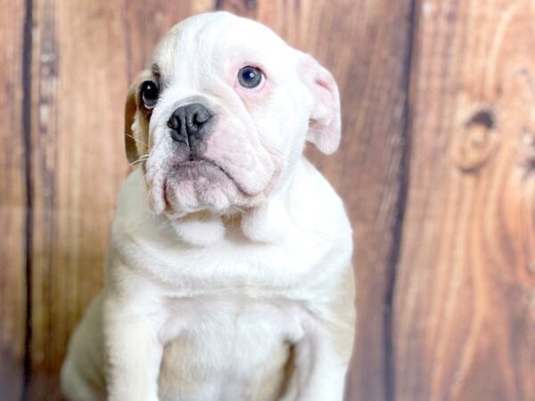 English Bulldog DOG Female Fawn and white 13752 Petland Chillicothe, Ohio