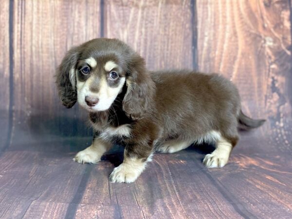 Dachshund DOG Female Chocolate and Cream 13793 Petland Chillicothe, Ohio