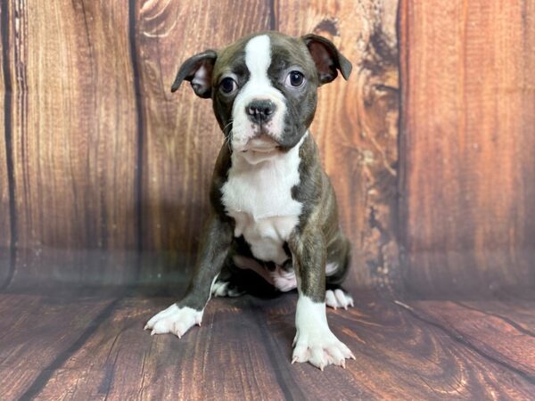 Boston Terrier-DOG-Male-BRINDLE WHITE-13792-Petland Chillicothe, Ohio