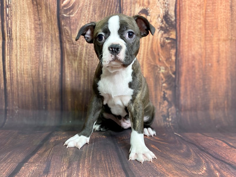 Boston terrier king charles sales mix