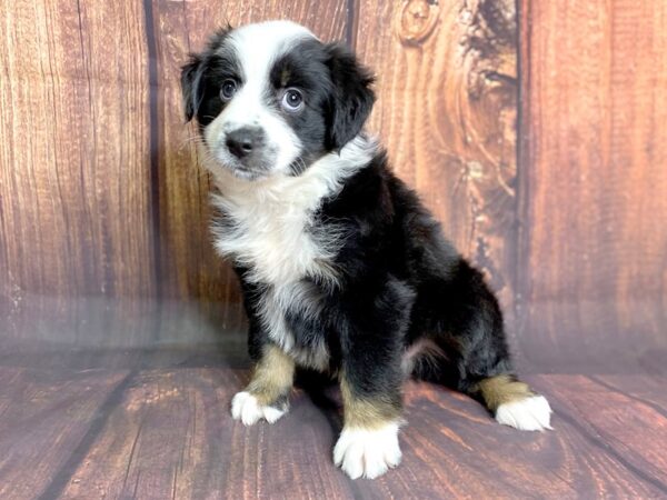 Mini Aussie-DOG-Male-TRI-13791-Petland Chillicothe, Ohio