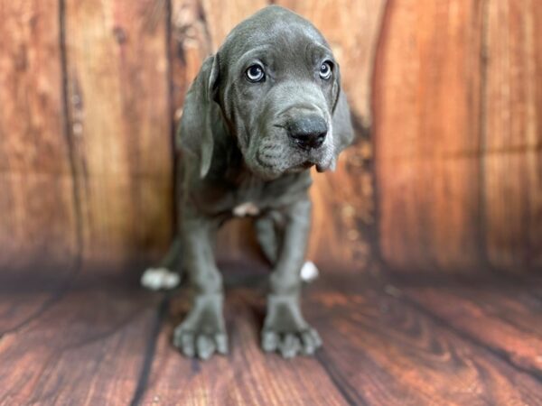 Great Dane DOG Female Gray 13788 Petland Chillicothe, Ohio