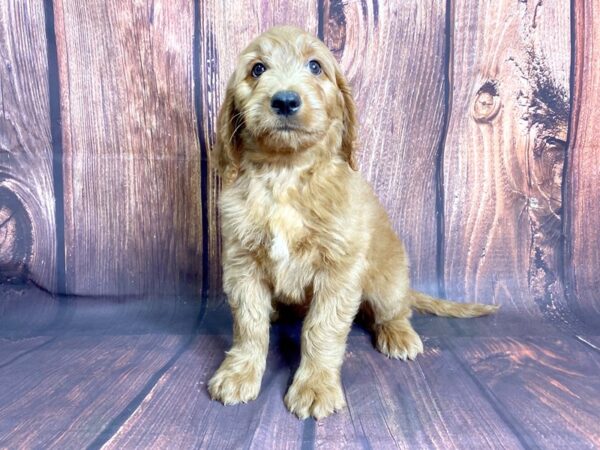 Goldendoodle DOG Male Golden 13787 Petland Chillicothe, Ohio