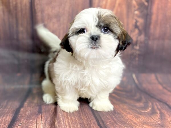 Shih Tzu DOG Female BROWN WHITE 13800 Petland Chillicothe, Ohio