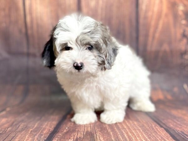 Shih Poo DOG Male BLUE MERLE 13796 Petland Chillicothe, Ohio