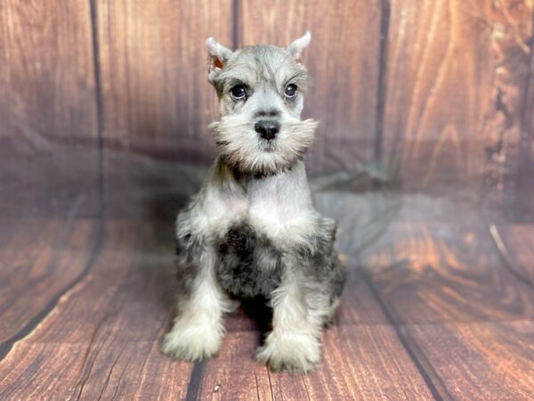 Mini Schnauzer DOG Male SALT PEPPER 13795 Petland Chillicothe, Ohio