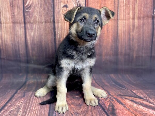 German Shepherd DOG Female Black & Tan 13794 Petland Chillicothe, Ohio