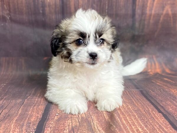Teddy Bear DOG Female Brown White 13801 Petland Chillicothe, Ohio
