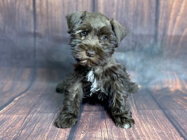 Miniature Schnauzer DOG Female Chocolate 13805 Petland Chillicothe, Ohio