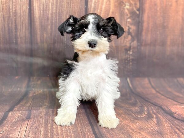 White and black sales schnauzer