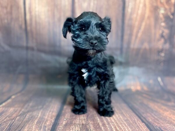 Miniature Schnauzer DOG Female Black and Tan 13803 Petland Chillicothe, Ohio