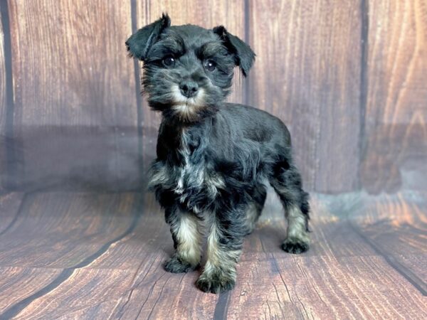 Miniature Schnauzer DOG Male Black 13802 Petland Chillicothe, Ohio