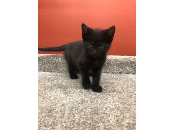 Domestic Short Hair-CAT-Female-Black-13851-Petland Chillicothe, Ohio