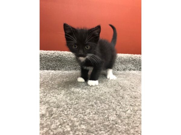 Domestic Short Hair-CAT-Male-Black and White-13852-Petland Chillicothe, Ohio