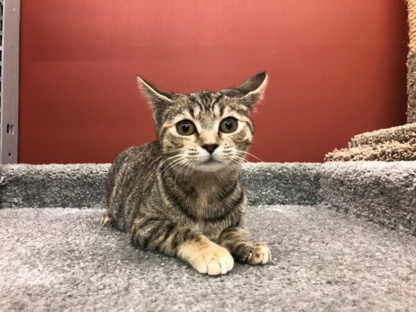 Domestic Short Hair-CAT-Female-Tabby-13819-Petland Chillicothe, Ohio