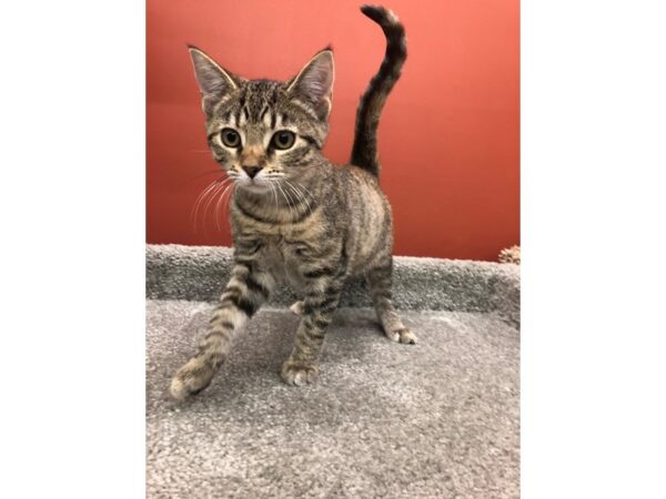 Domestic Short Hair-CAT-Female-Tabby-13820-Petland Chillicothe, Ohio