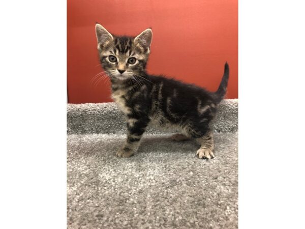 Domestic Short Hair-CAT-Male-Tabby-13853-Petland Chillicothe, Ohio