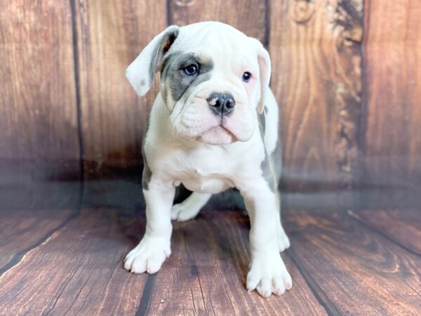 Old English Bulldog DOG Male BLUE WHITE 13821 Petland Chillicothe, Ohio