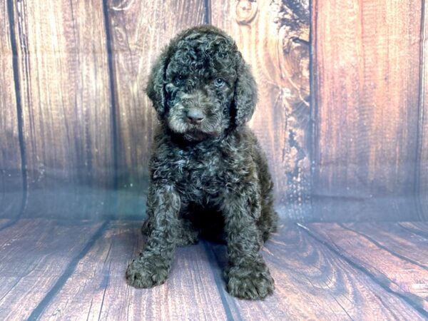 F2 STANDARD GOLDENDOODLE DOG Male Chocolate 13809 Petland Chillicothe, Ohio