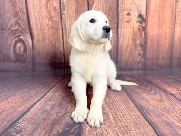 Golden Retriever DOG Female Golden 13810 Petland Chillicothe, Ohio