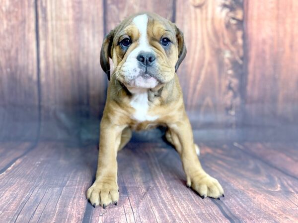 Old English Bulldog-DOG-Female-Sable tri-13812-Petland Chillicothe, Ohio