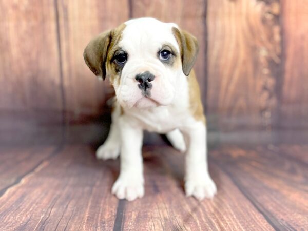 Old English Bulldog-DOG-Male-Sable tri-13813-Petland Chillicothe, Ohio