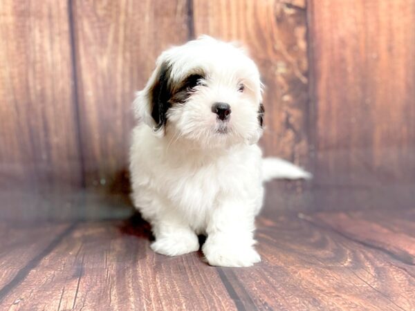 Lhasa Apso DOG Female TRI 13814 Petland Chillicothe, Ohio