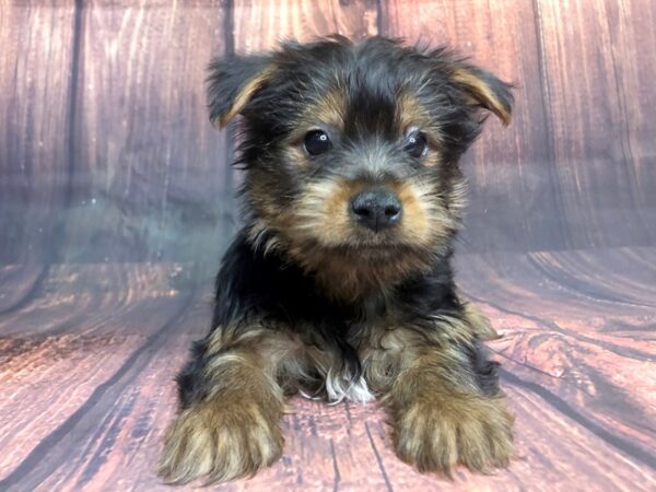 Yorkshire Terrier DOG Male BLK TAN 13831 Petland Chillicothe, Ohio