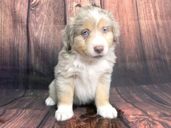 Mini Australian Shepherd DOG Male RED MERLE 13830 Petland Chillicothe, Ohio