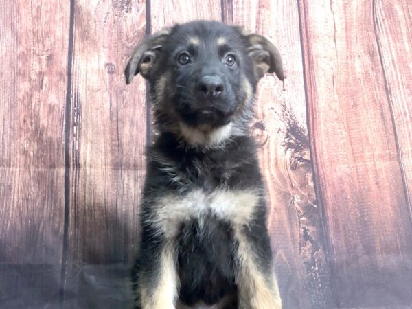 German Shepherd DOG Male Black Tan 13828 Petland Chillicothe, Ohio