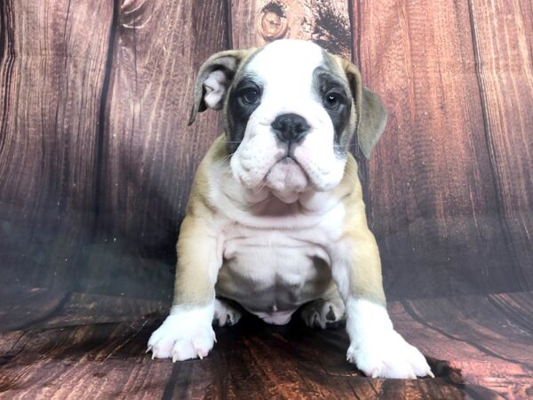 English Bulldog DOG Male Red and White 13825 Petland Chillicothe, Ohio