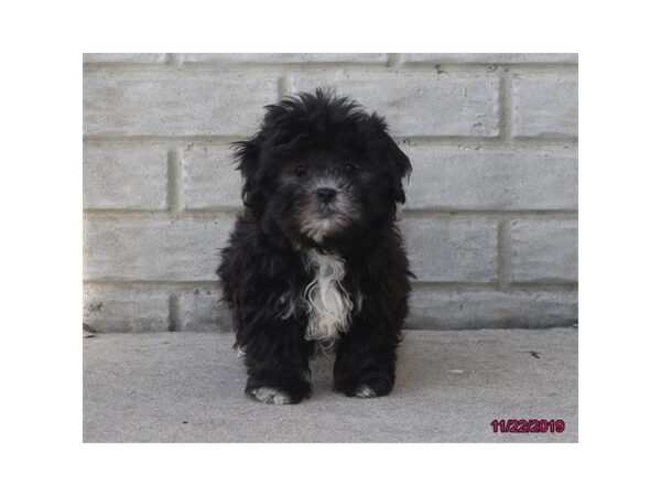 Maltese/Shih Tzu DOG Male Black 13858 Petland Chillicothe, Ohio