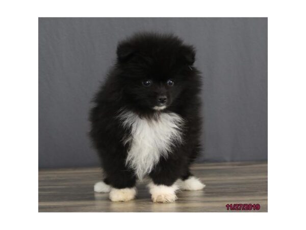 Pomeranian DOG Male Black 13860 Petland Chillicothe, Ohio