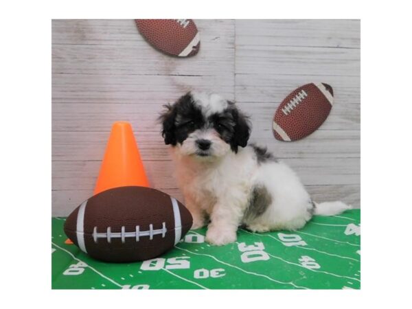 Teddy Bear DOG Male Brindle & White 13857 Petland Chillicothe, Ohio