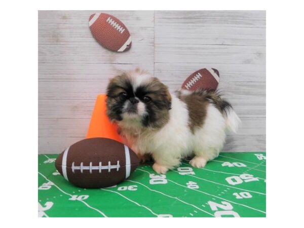 Pekingese-DOG-Male-Gold / White-13855-Petland Chillicothe, Ohio