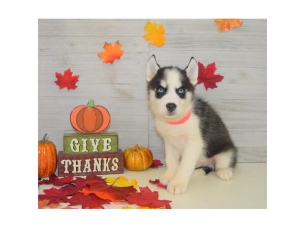 Siberian Husky DOG Male Black / White 13856 Petland Chillicothe, Ohio