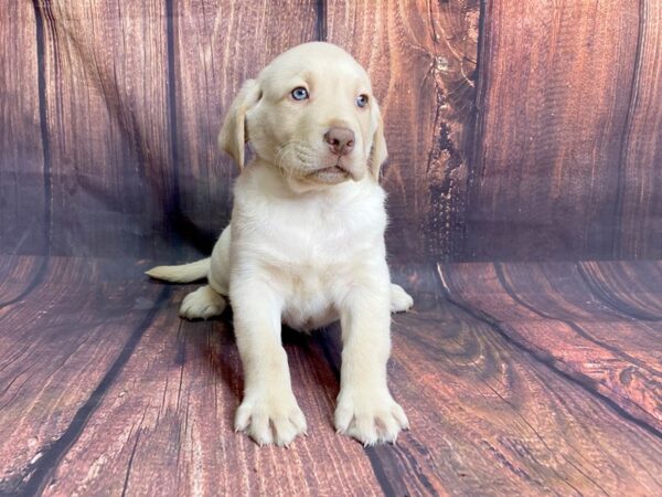 Labrador Retriever DOG Male Yellow 13844 Petland Chillicothe, Ohio