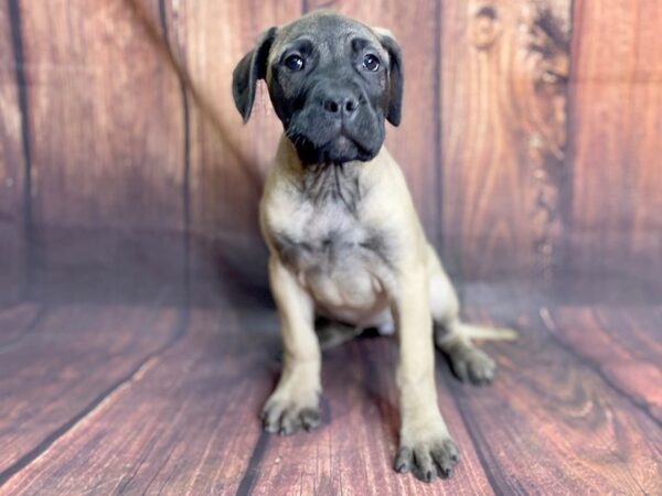 Bullmastiff DOG Female Fawn 13842 Petland Chillicothe, Ohio