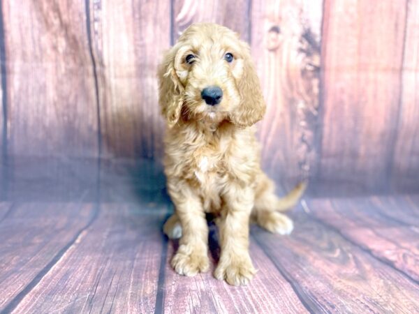 Goldendoodle DOG Male 13838 Petland Chillicothe, Ohio