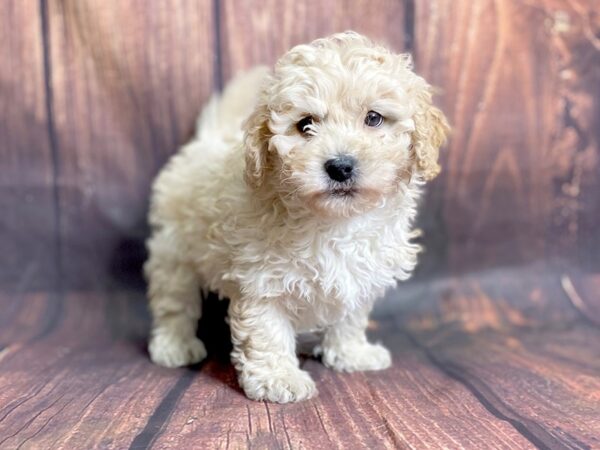 Poo Chon-DOG-Male-APRICOT-13849-Petland Chillicothe, Ohio