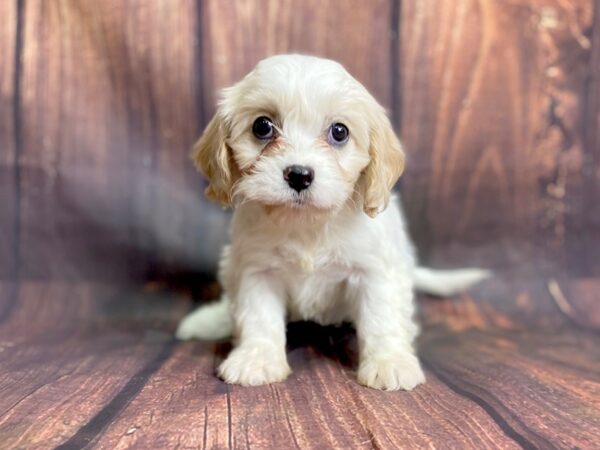 Cava Chon DOG Female Blenheim 13847 Petland Chillicothe, Ohio